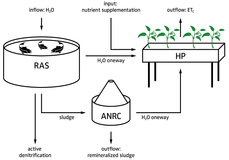 Contrary to a one-loop aquaponic system, a multi-loop aquaponic system aims at providing optimal conditions for both fish and plants. In this case, RAS-derived fish sludge is being remineralized and supplemented to the hydroponics.