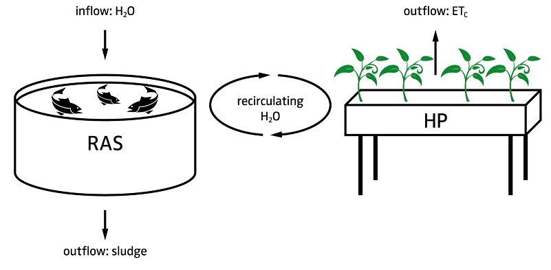 The one-loop aquaponic system is the traditional aquaponics approach. Instead of supplementing the hydroponics part with fertilizer both components are exposed to quite similar conditions