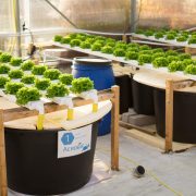 Experimental Aquaponic Setup using supernatant from anaerobic remineralization practices