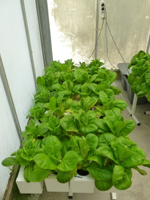 The complemented aquaponic nutrient solution showed a better growth performance than the hydroponic control group.