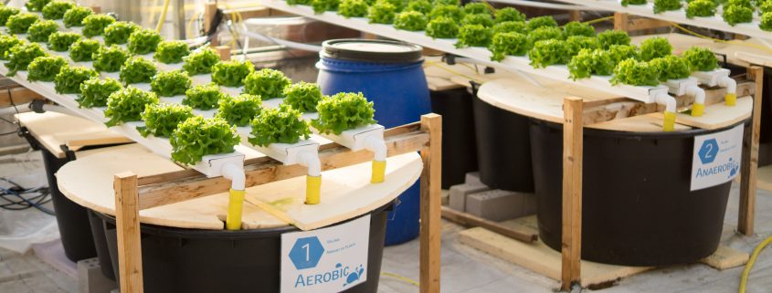 Experimental Aquaponic Setup using supernatant from anaerobic remineralization practices